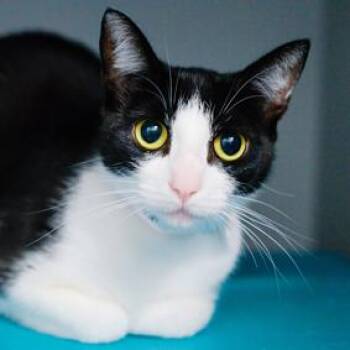Luna Marie -  Domestic Short Hair Cat for Adoption in New York, New York - Luna Marie | PetCurious