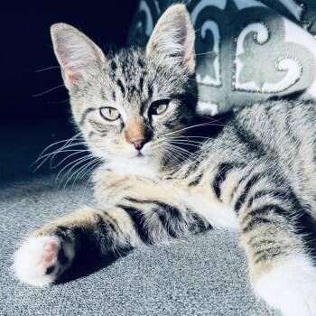 Pancake -  Domestic Short Hair Cat for Adoption in Fort Worth, Texas - Pancake | PetCurious