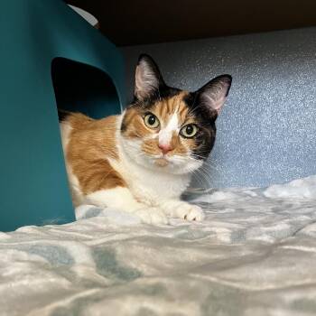 Domestic Short Hair Cats Available for Adoption - Pickett | PetCurious