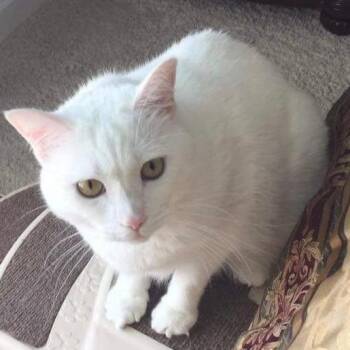 Pearl -  Domestic Short Hair Cat for Adoption in Gastonia, North Carolina - Pearl | PetCurious