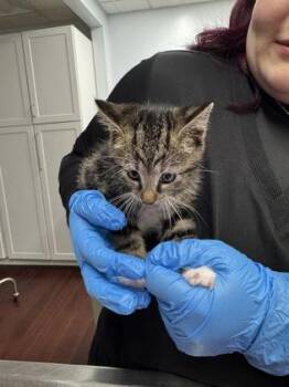 Domestic Short Hair Cats Available for Adoption - Lee | PetCurious