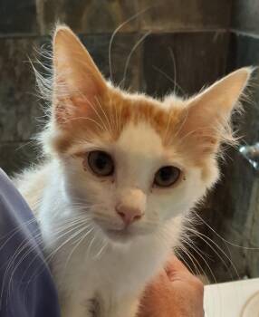 Apawllo -  Domestic Medium Hair Cat for Adoption in Denver, Colorado - Apawllo | PetCurious