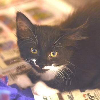 Carmen Sandiego -  Domestic Long Hair Cat for Adoption in Belleville, Illinois - Carmen Sandiego | PetCurious
