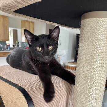 Rescue Domestic Short Hair Cats for Adoption in Port Orange, Florida - Pierre (LOVER-boy) *VIDEO* | PetCurious