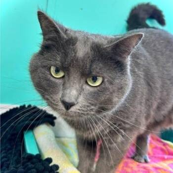 American Shorthair Cats Available for Adoption - Squirmie | PetCurious