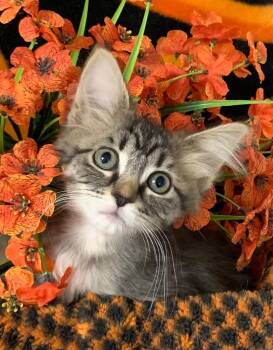 4/15/26 Callisto -  Domestic Medium Hair Cat for Adoption in Stillwater, Oklahoma - 4/15/26 Callisto | PetCurious