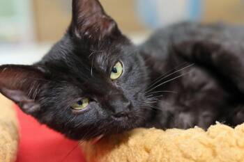 Domestic Short Hair Cats Available for Adoption in Hot Springs, Arkansas - Jewel | PetCurious