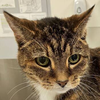 Missy -  Domestic Short Hair Cat for Adoption in Las Cruces, New Mexico - Missy | PetCurious