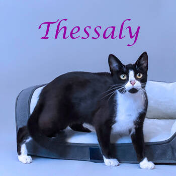 Rescue Domestic Short Hair Cats for Adoption in Lebanon, Tennessee - Thessaly C25-273 | PetCurious