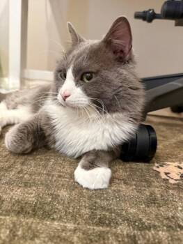 Yoda -  Domestic Short Hair Cat for Adoption in Winnipeg, Manitoba - Yoda | PetCurious