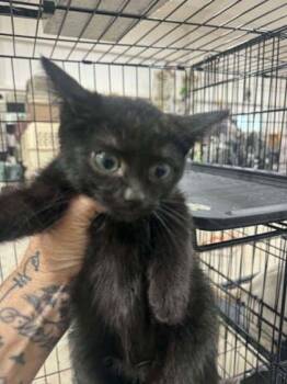 Gin Rummy -  Domestic Short Hair Cat for Adoption in Beatrice, Nebraska - Gin Rummy | PetCurious