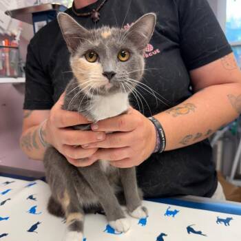 Akita -  Domestic Short Hair Cat for Adoption in Port Richey, Florida - Akita | PetCurious