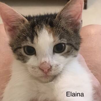 Rescue Domestic Short Hair Cats for Adoption in Cumming, Georgia - Elaina | PetCurious