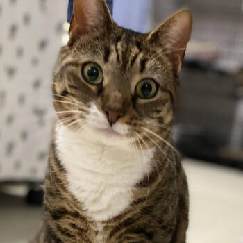 Rescue Domestic Short Hair Cats for Adoption in North Branford, Connecticut - 22-11 Jubilee | PetCurious