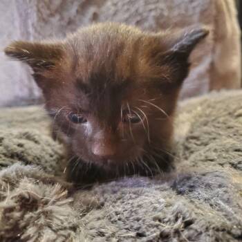 Mewtwo -  Domestic Short Hair Cat for Adoption in Normal, Illinois - Mewtwo | PetCurious