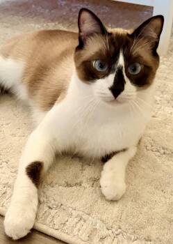 Mochi -  Siamese and Domestic Short Hair Cat for Adoption in Palo Alto, California - Mochi | PetCurious