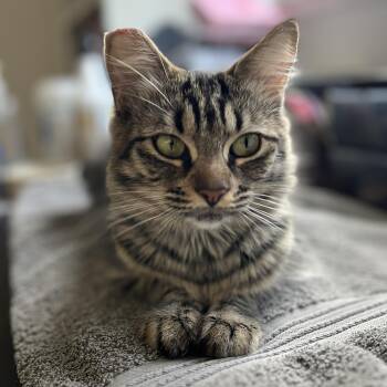 Domestic Medium Hair Cats Available for Adoption - Hazel | PetCurious