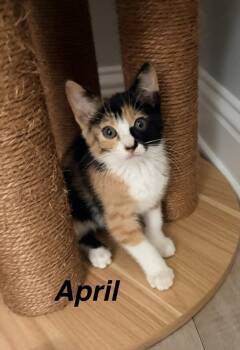 April -  Domestic Short Hair Cat for Adoption in Bossier City, Louisiana - April | PetCurious
