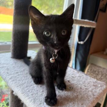Gigapet -  Domestic Short Hair Cat for Adoption in Brownsboro, Alabama - Gigapet | PetCurious