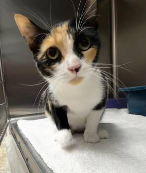 Katarina -  Domestic Short Hair Cat for Adoption in Lake City, Arkansas - Katarina | PetCurious
