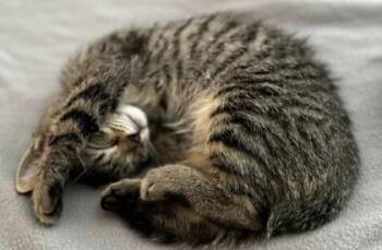 Magellan -  Domestic Short Hair Cat for Adoption in Kansas City, Missouri - Magellan | PetCurious