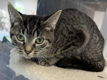 Busch -  Domestic Short Hair Cat for Adoption in INDN HBR BCH, Florida - Busch | PetCurious