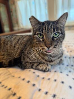 Domestic Short Hair Cats Available for Adoption - Lizard | PetCurious