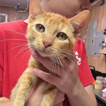 Lover Boy -  Domestic Short Hair Cat for Adoption in Leander, Texas - Lover Boy | PetCurious