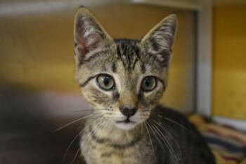 Dave -  Domestic Short Hair Cat for Adoption in Kansas City, Missouri - Dave | PetCurious