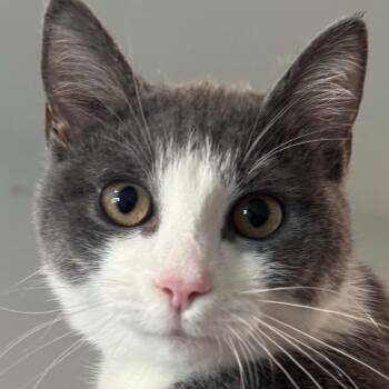 Aria -  American Shorthair Cat for Adoption in Bethel, Connecticut - Aria | PetCurious