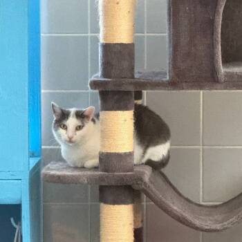 Rescue Domestic Short Hair Cats for Adoption in New York, New York - Clio | PetCurious