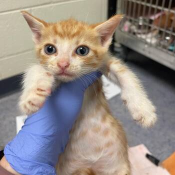Pogo -  Domestic Short Hair Cat for Adoption in Charlottesville, Virginia - Pogo | PetCurious