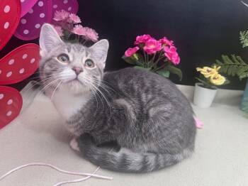 Domestic Short Hair and Tabby Cats Available for Adoption in Fayetteville, Georgia - Binx | PetCurious
