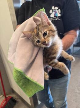 Caroline -  Domestic Short Hair Cat Available for Adoption in Bossier City, Louisiana - Caroline | PetCurious