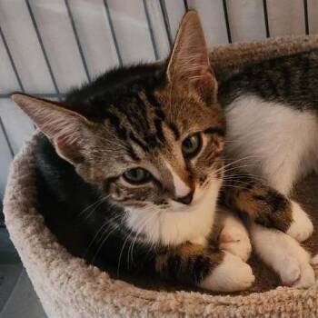 Dolly Bryant -  Domestic Short Hair Cat for Adoption in Merrifield, Virginia - Dolly Bryant | PetCurious