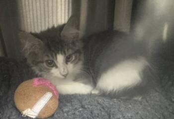 Dvd -  Domestic Medium Hair Cat for Adoption in Sherwood, Oregon - Dvd | PetCurious