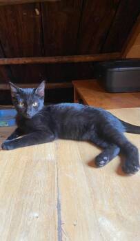 Shark aka Nettle -  Domestic Short Hair Cat for Adoption in Gorham, Maine - Shark Aka Nettle | PetCurious
