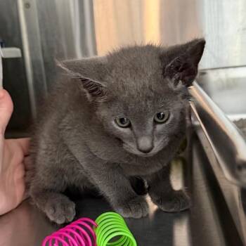 Mellie -  Domestic Short Hair Cat for Adoption in Winston-salem, North Carolina - Mellie | PetCurious