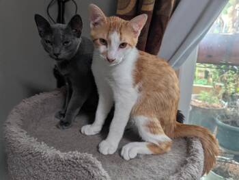 Doom Ma Geddon -  Domestic Short Hair Cat for Adoption in Fort Lupton, Colorado - Doom Ma Geddon | PetCurious