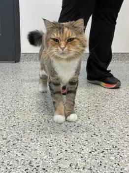 Domestic Long Hair Cats Available for Adoption in Kansas City, Missouri - Sofia | PetCurious