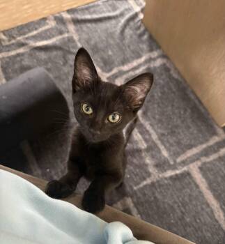 Domestic Short Hair Cats Available for Adoption - Palmer | PetCurious