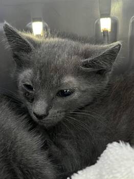 PERCY -  Domestic Short Hair Cat Available for Adoption in Fort Lauderdale, Florida - PERCY | PetCurious
