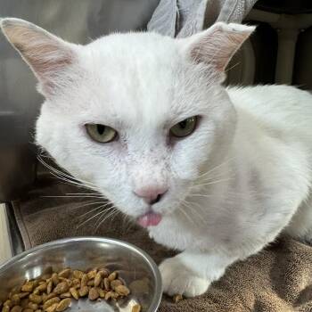 Fifa -  Domestic Short Hair Cat for Adoption in Austin, Texas - Fifa | PetCurious