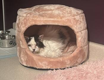 Lacey -  Domestic Short Hair Cat for Adoption in Denver, Colorado - Lacey | PetCurious