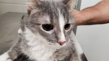 KIT KAT (PEBBLES) -  Domestic Short Hair Cat for Adoption in Aurora, Illinois - KIT KAT (PEBBLES) | PetCurious