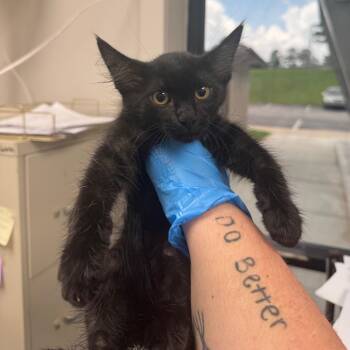 Drew -  Domestic Medium Hair Cat for Adoption in Columbiana, Alabama - Drew | PetCurious