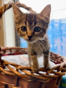 Rescue Domestic Short Hair Cats for Adoption in Minot, North Dakota - Pearl | PetCurious