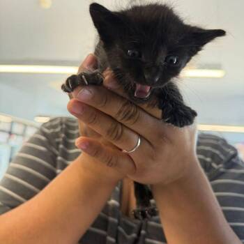 Figaro -  Domestic Medium Hair Cat for Adoption in Kingman, Arizona - Figaro | PetCurious