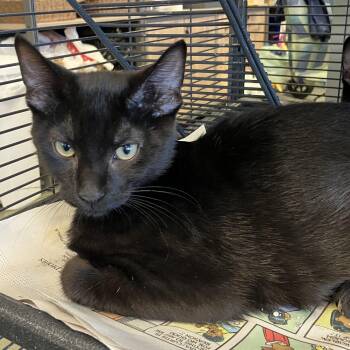 Seth -  Domestic Short Hair Cat for Adoption in Parma, Ohio - Seth | PetCurious