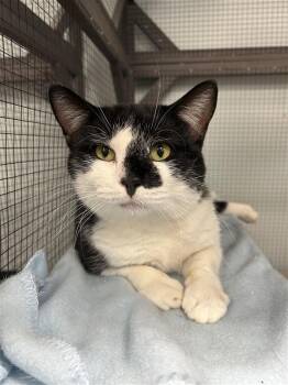 Rescue Domestic Short Hair Cats for Adoption in Grand Rapids, Michigan - Nelson | PetCurious